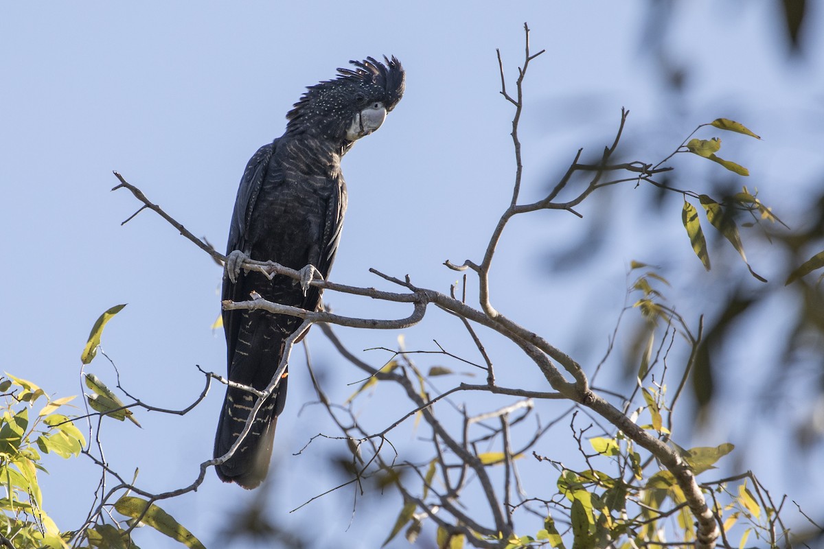 Red-tailed Black-Cockatoo - ML176360111