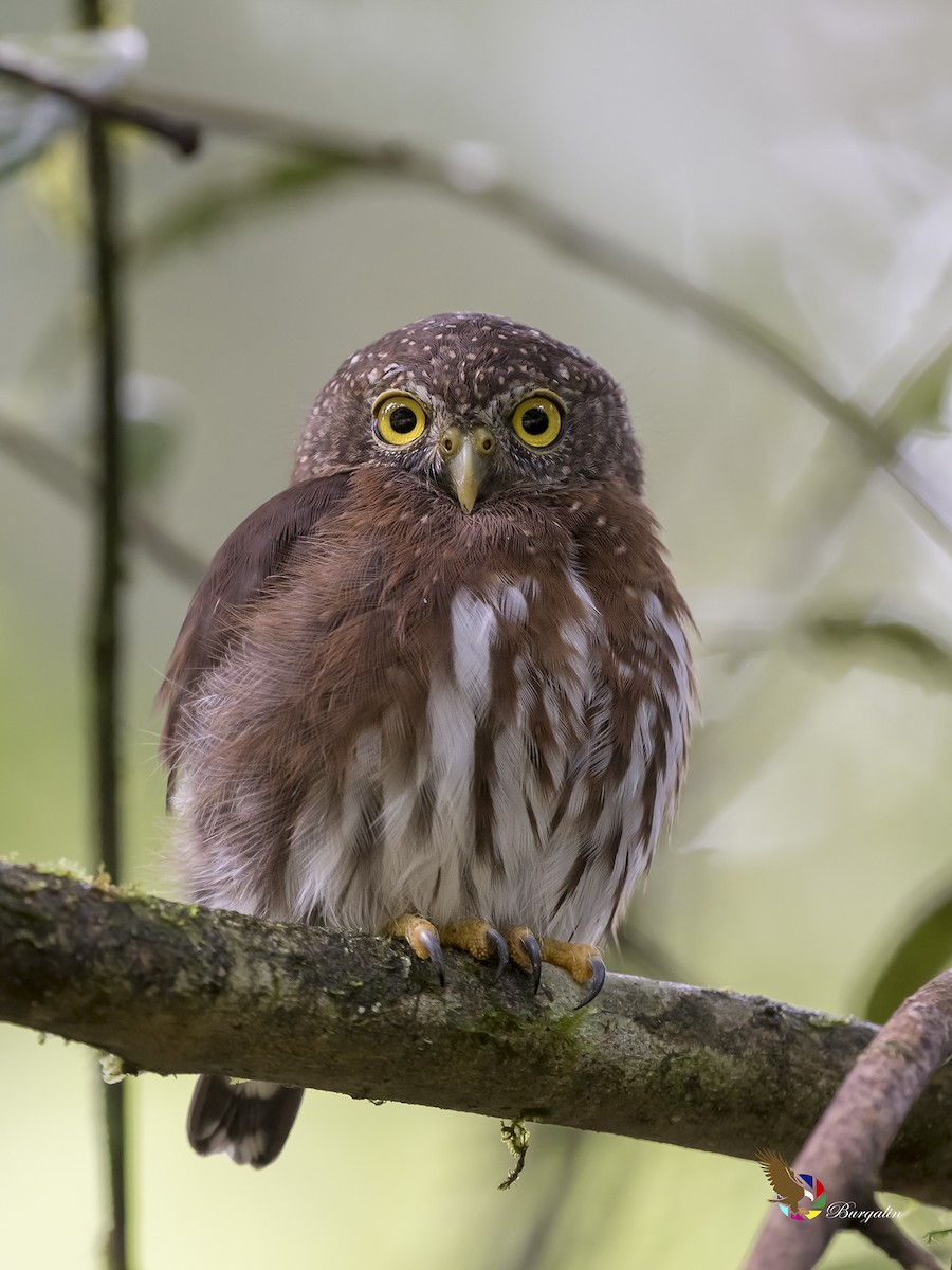 Central American Pygmy-Owl - ML176362731