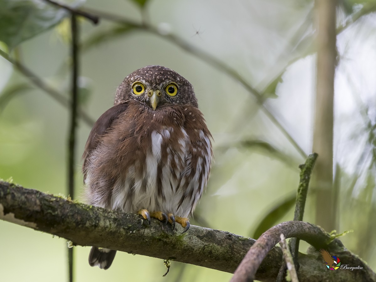 Central American Pygmy-Owl - ML176362741