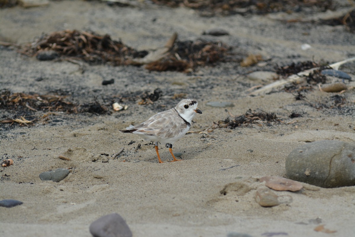 Piping Plover - ML176364211