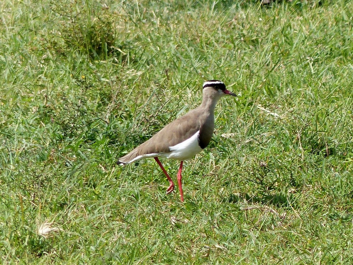 Crowned Lapwing - ML176364281