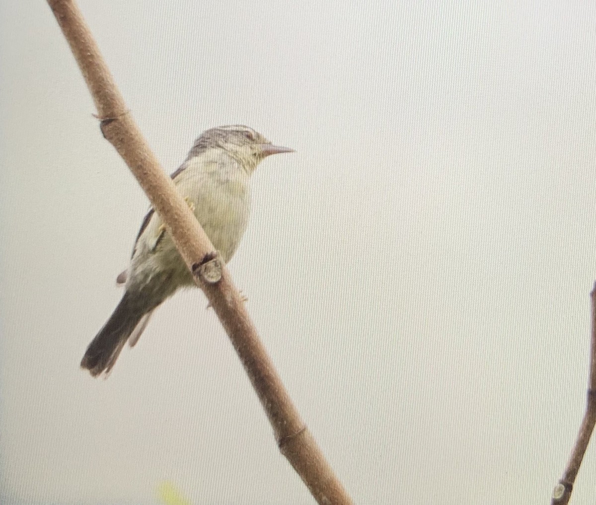 Double-banded Graytail - ML176366591