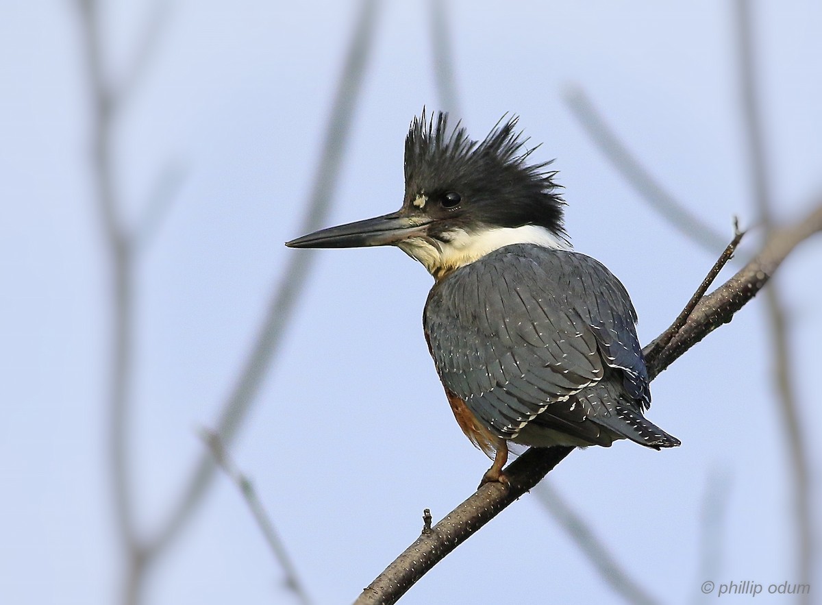 Belted Kingfisher - Phillip Odum