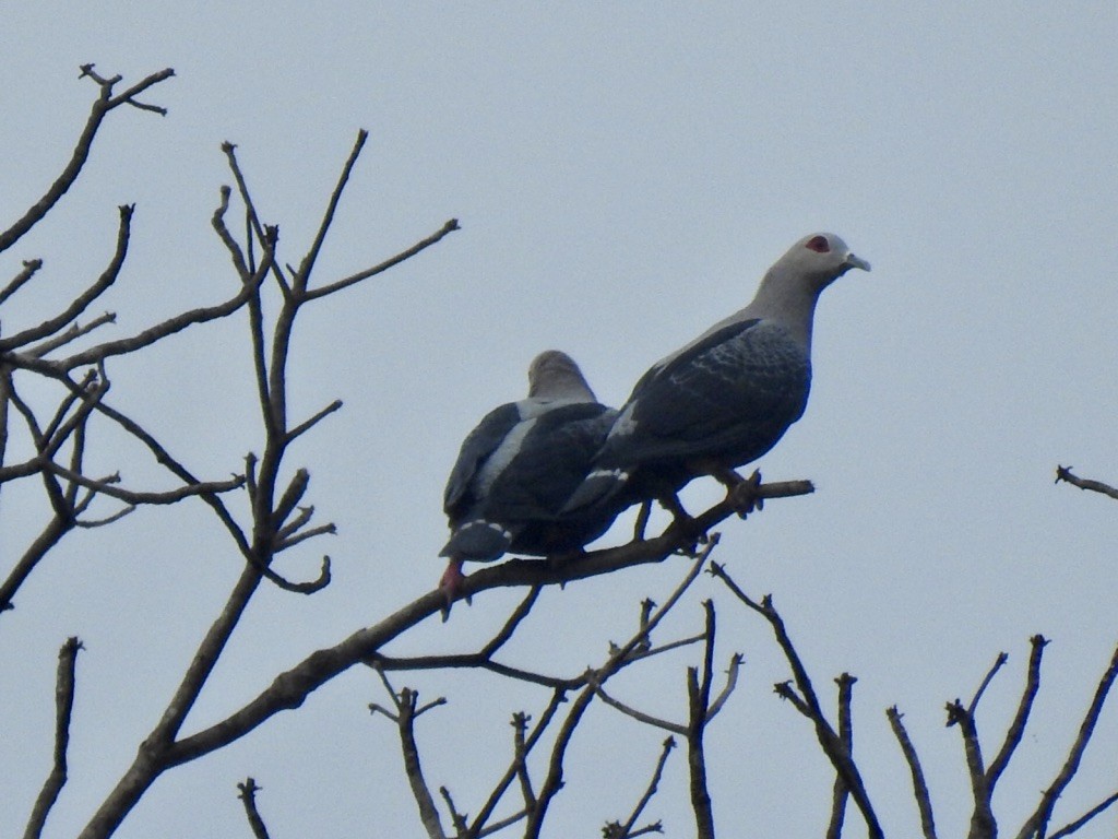 Pinon's Imperial-Pigeon - ML176367761