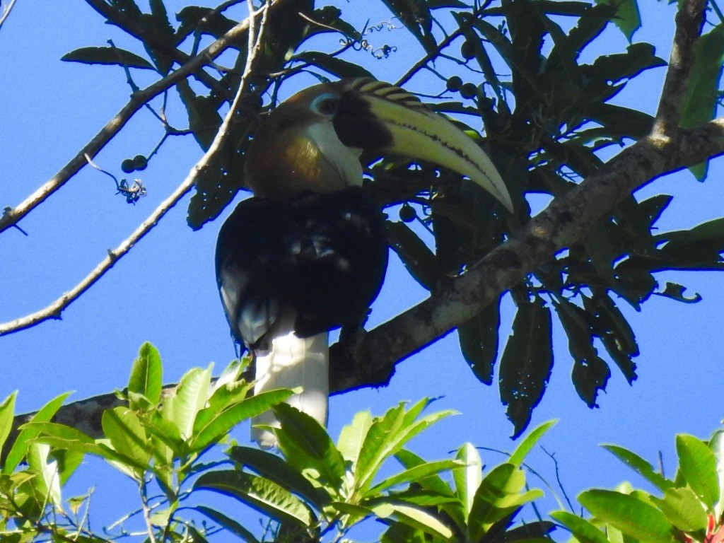 Papuahornvogel - ML176368461