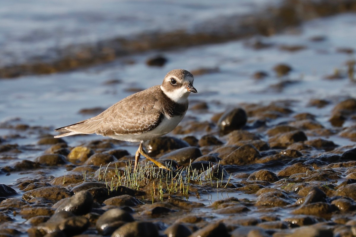 Semipalmated Plover - ML176369251
