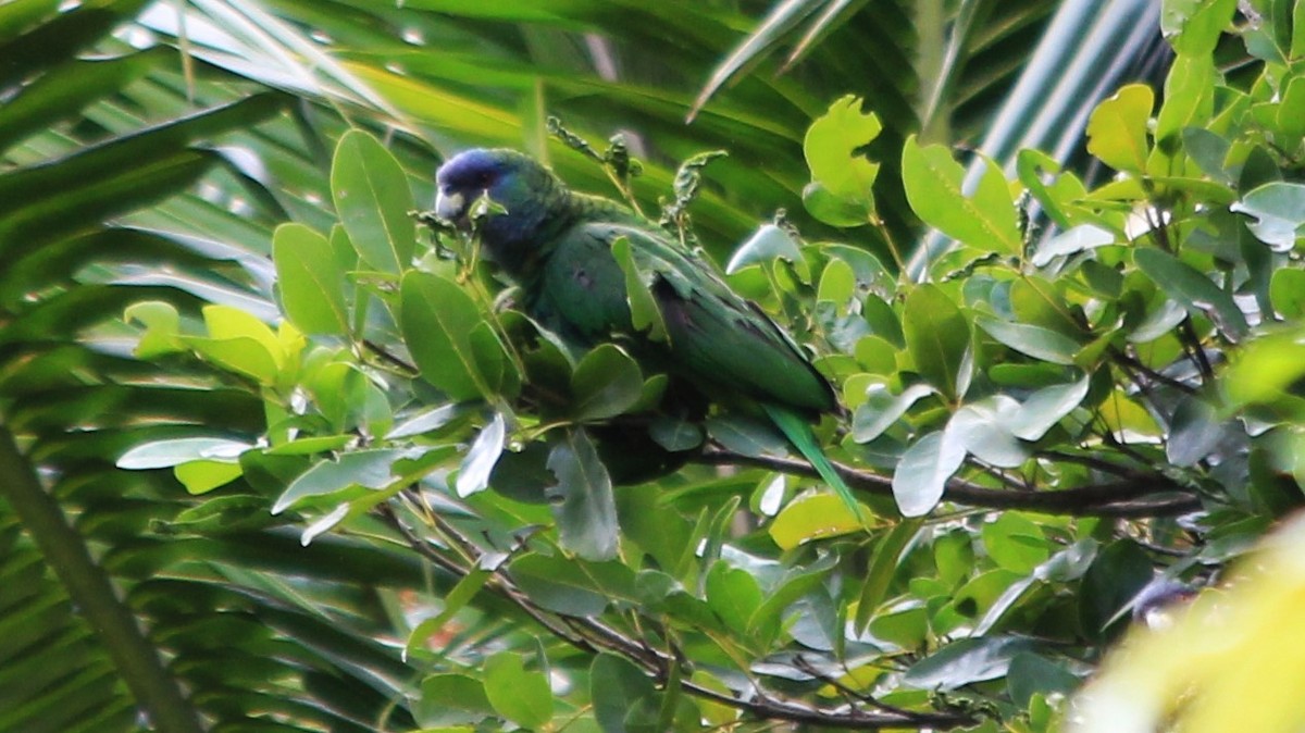 Red-necked Parrot - ML176371281