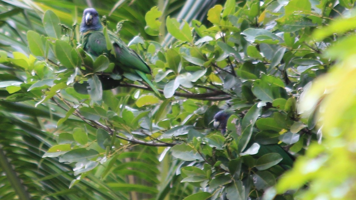 Red-necked Parrot - Anonymous