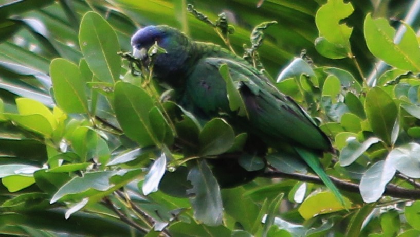 Red-necked Parrot - ML176371341