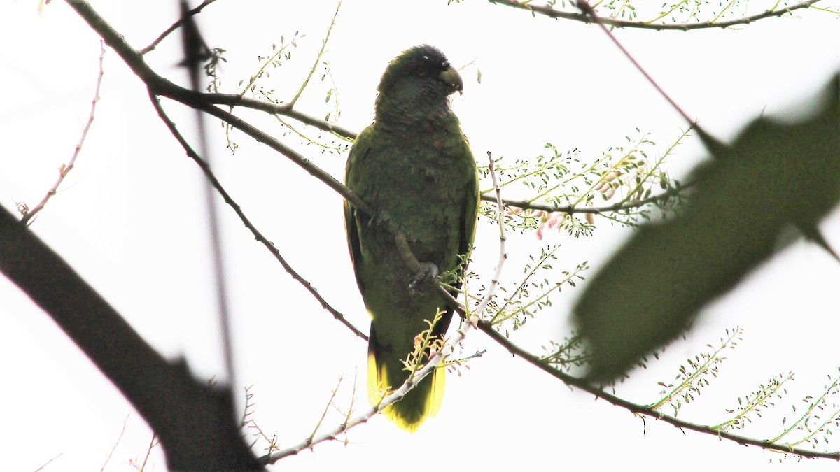 Red-necked Parrot - ML176373531