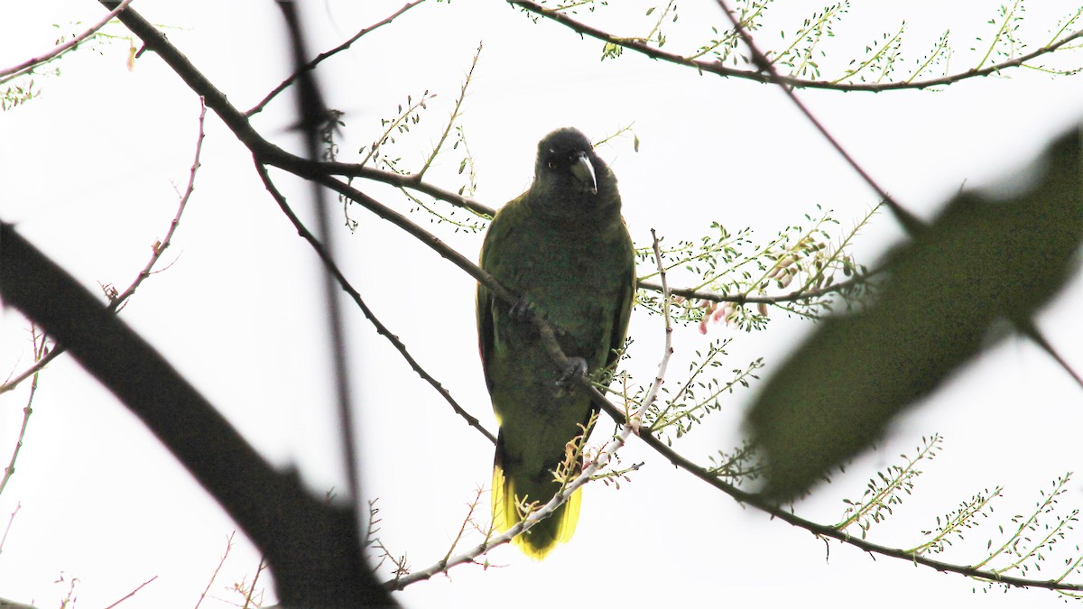 Red-necked Parrot - ML176373541
