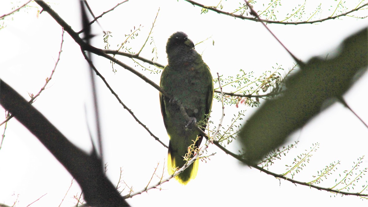 Red-necked Parrot - ML176373551