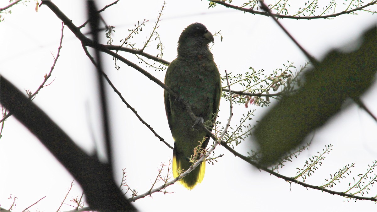 Red-necked Parrot - ML176373561