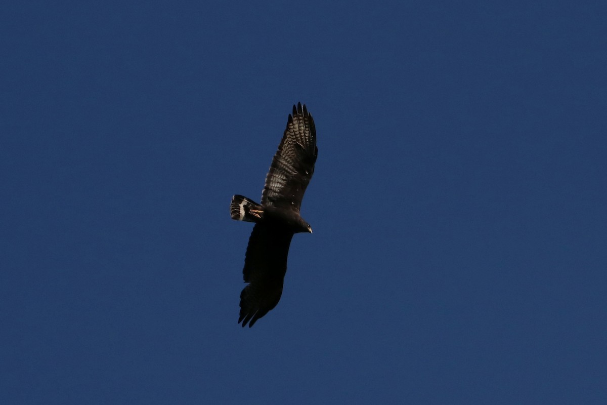 Zone-tailed Hawk - Susan Drown