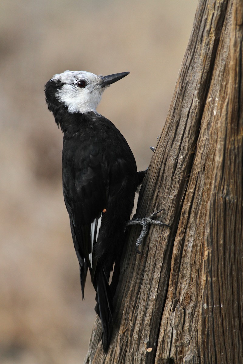 White-headed Woodpecker - Evan Lipton