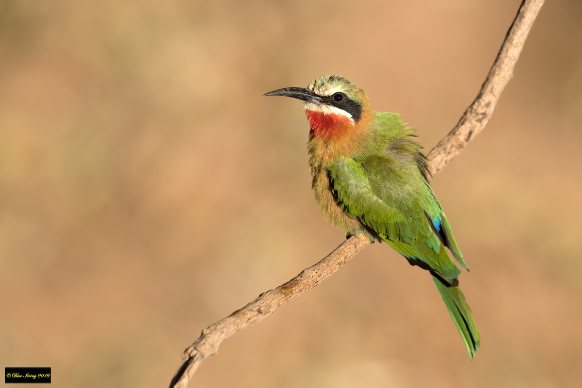 White-fronted Bee-eater - ML176379161