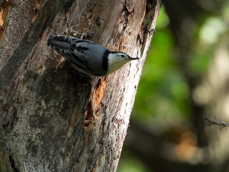 White-breasted Nuthatch - ML176386401