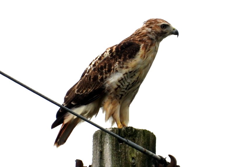 Red-tailed Hawk - ML176389261