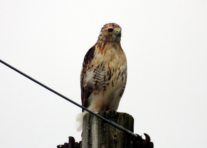 Red-tailed Hawk - ML176389271