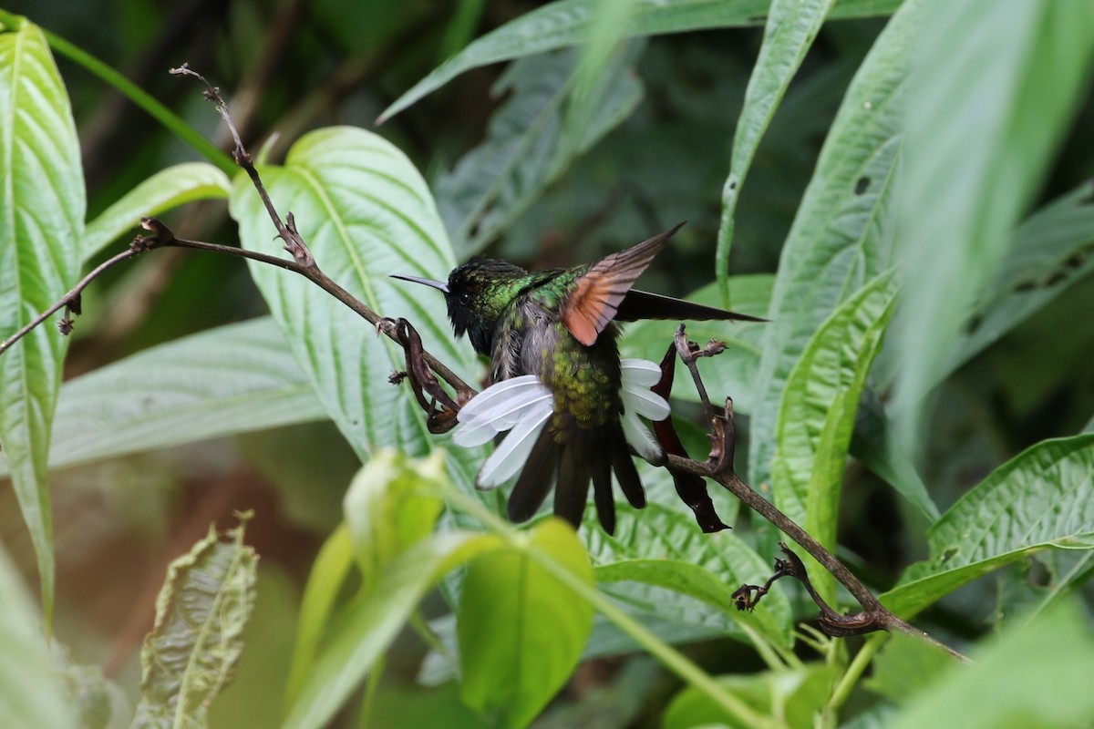 Black-bellied Hummingbird - ML176389281