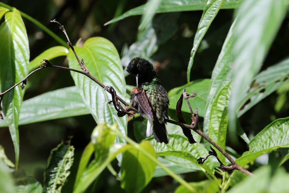 Black-bellied Hummingbird - ML176389301