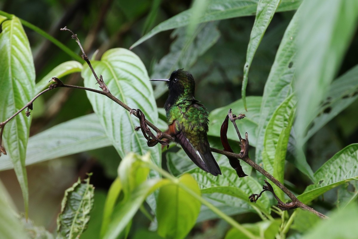 Black-bellied Hummingbird - ML176389311