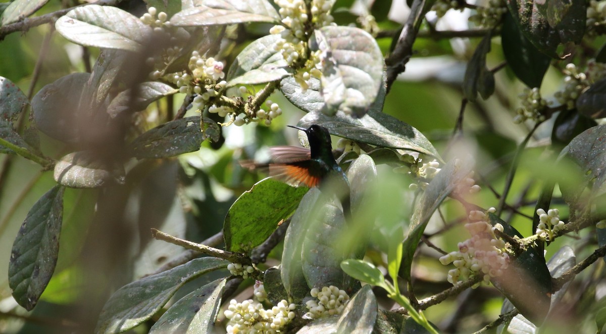 Black-bellied Hummingbird - ML176389341