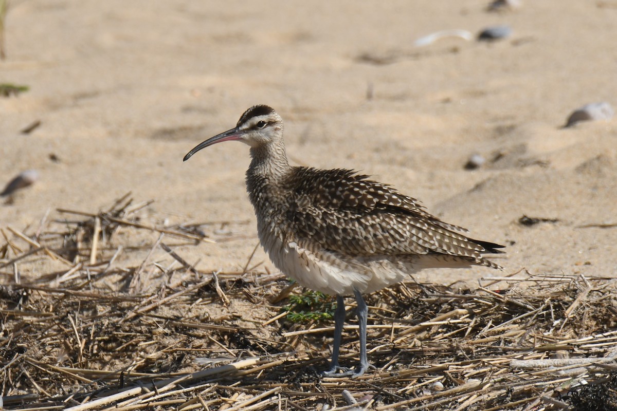 Whimbrel - Ted Bradford