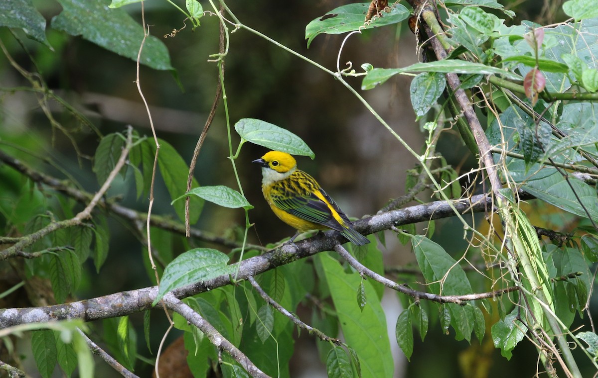 Silver-throated Tanager - John and Milena Beer