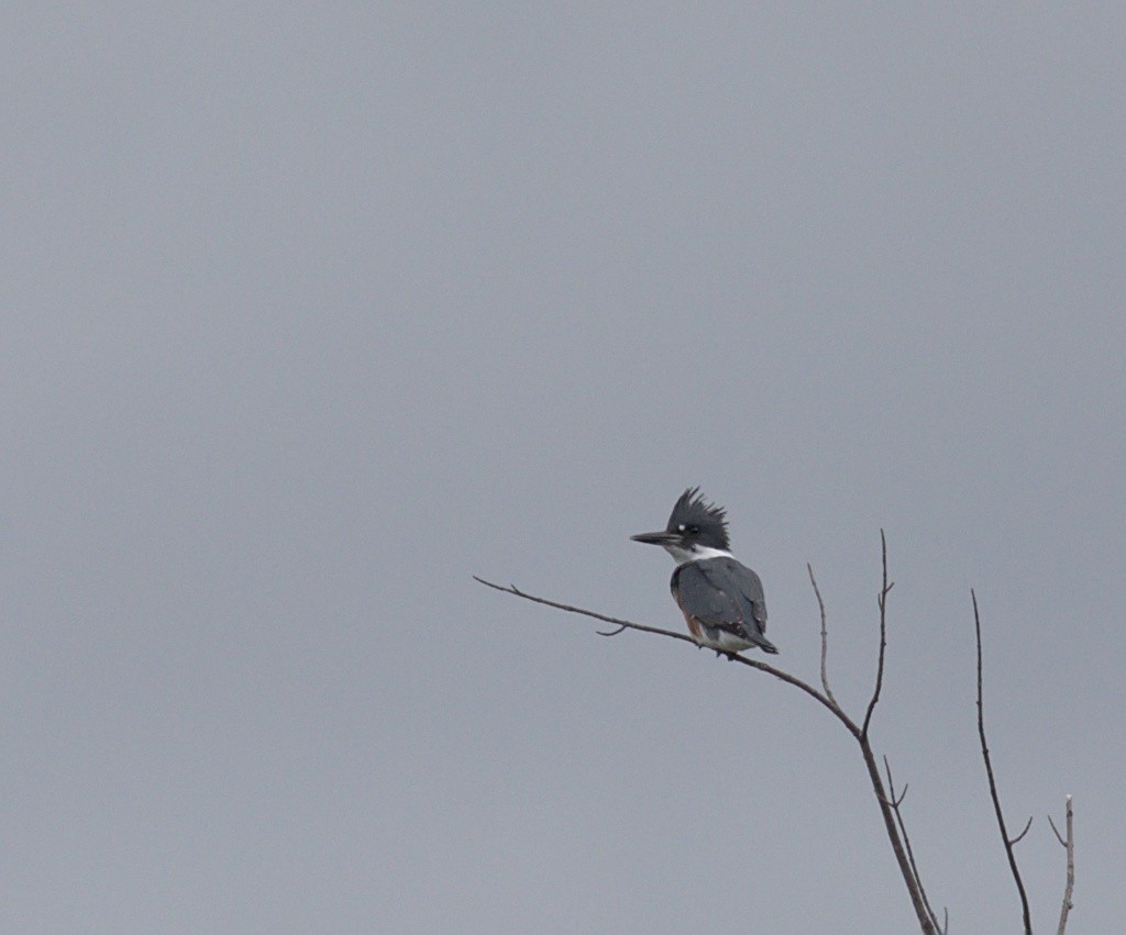 Belted Kingfisher - ML176391921