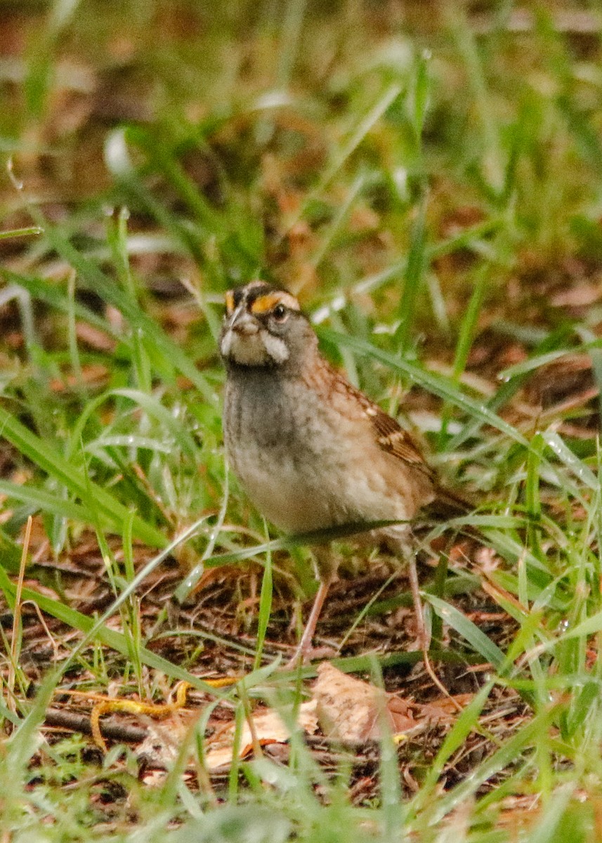 White-throated Sparrow - ML176391941