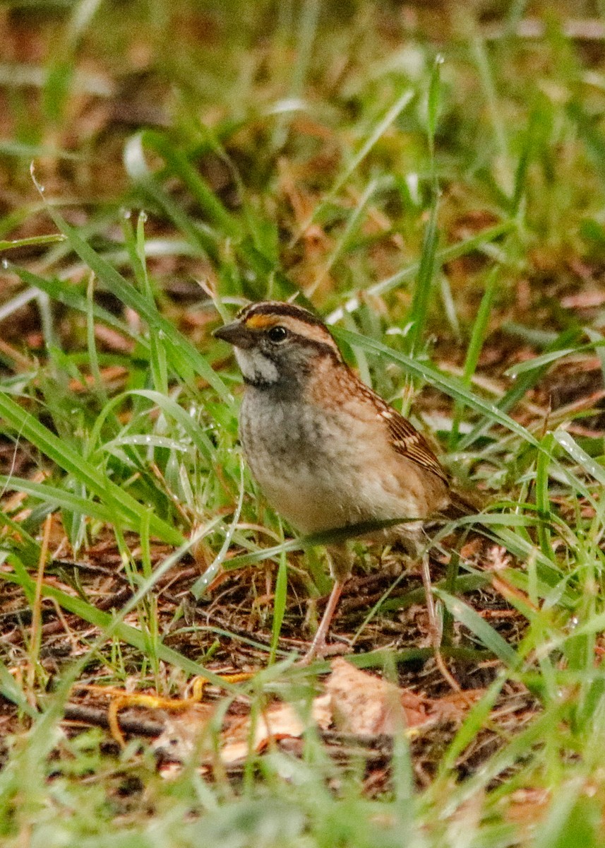 White-throated Sparrow - ML176391951