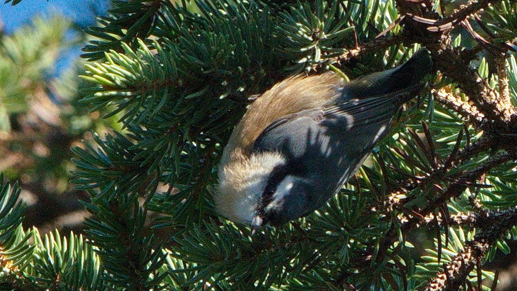 Red-breasted Nuthatch - Thomas Burns
