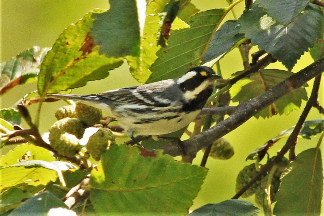 Black-throated Gray Warbler - ML176397051