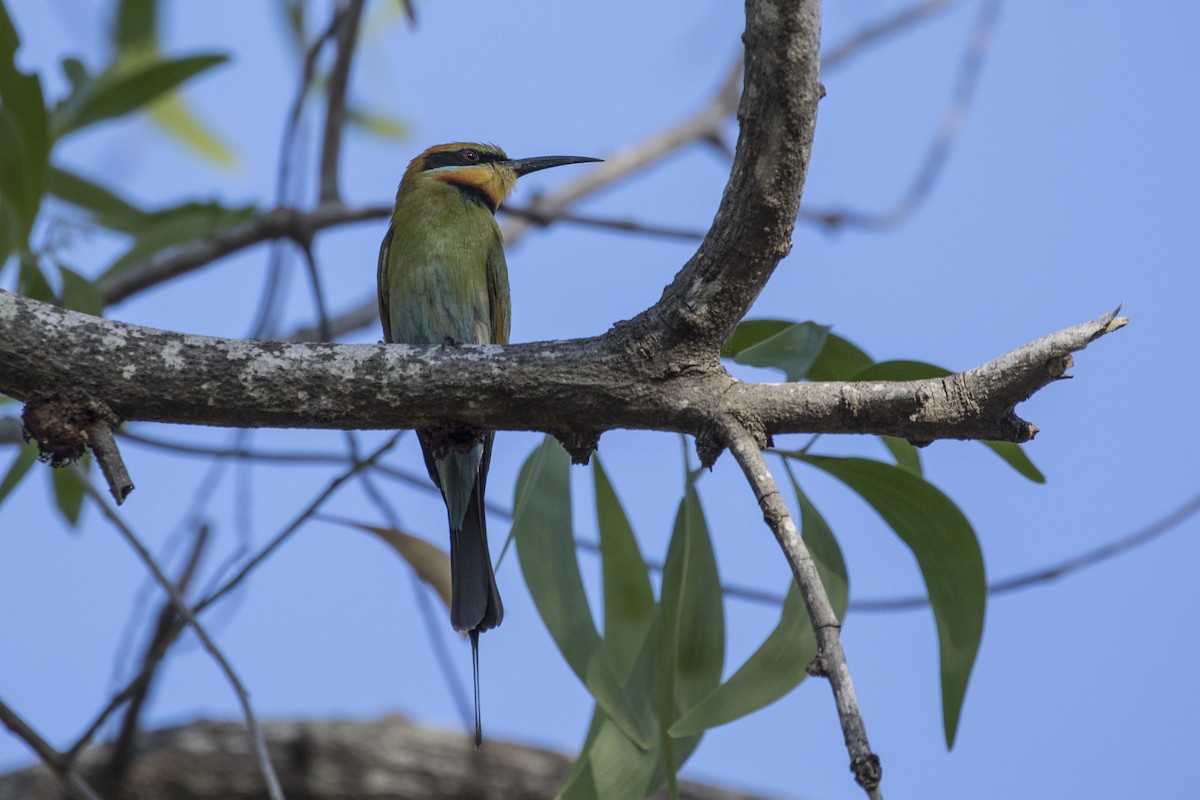 Rainbow Bee-eater - ML176405591