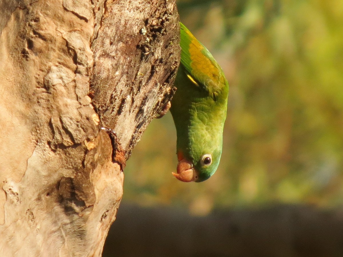 Orange-chinned Parakeet - Paul Stufkens