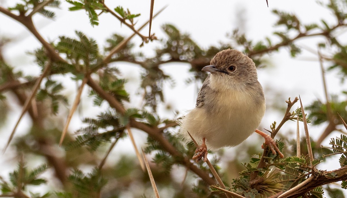 Ashy Cisticola - Forest Botial-Jarvis