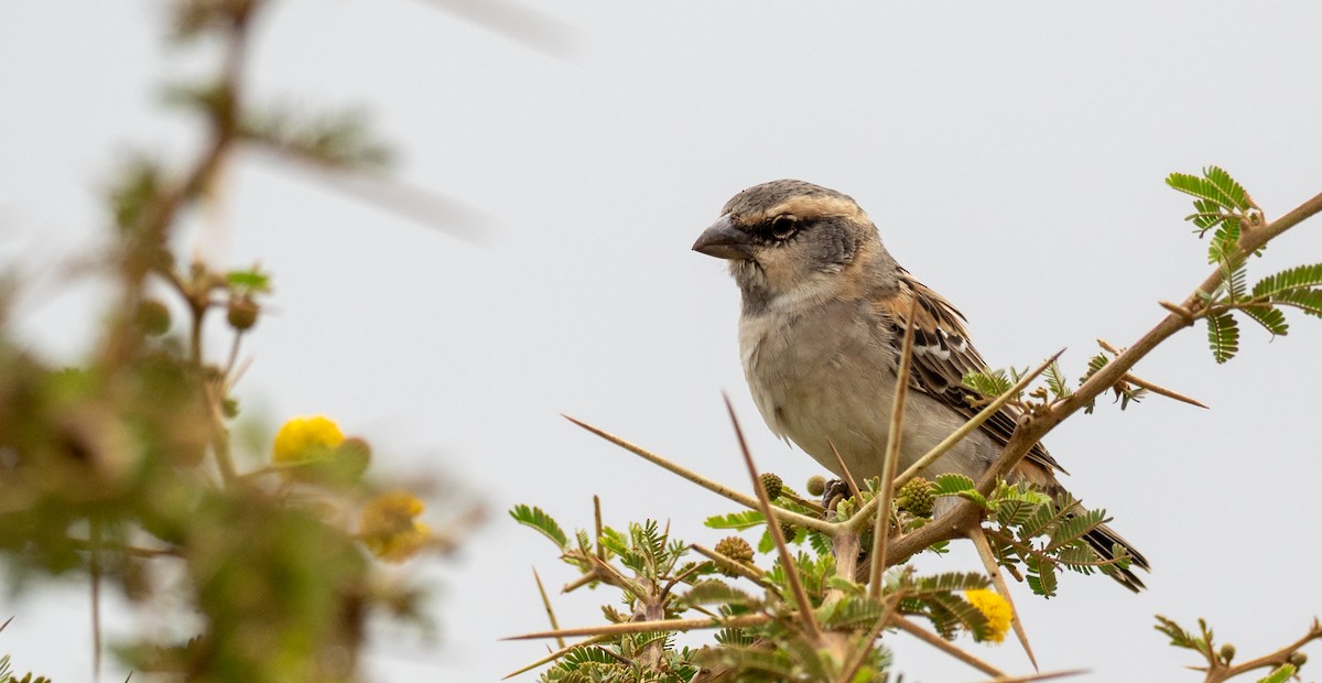 Shelley's Rufous Sparrow - ML176420011