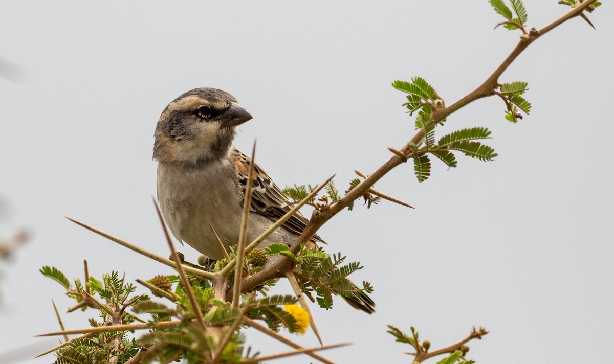 Shelley's Rufous Sparrow - ML176420101