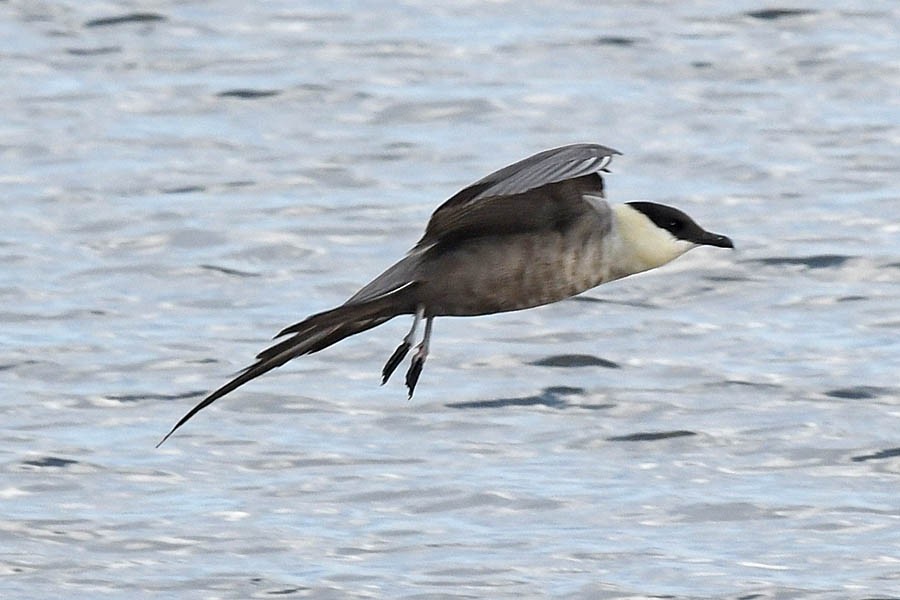 Long-tailed Jaeger - ML176425271