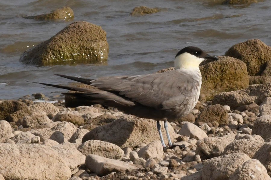 Long-tailed Jaeger - ML176425321
