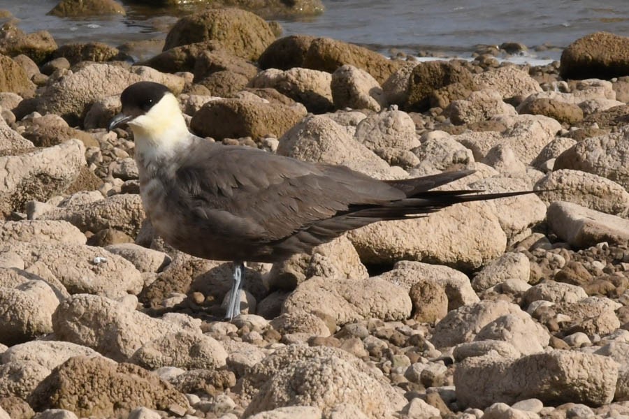 Long-tailed Jaeger - ML176425371