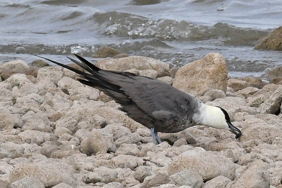 Long-tailed Jaeger - Troy Hibbitts