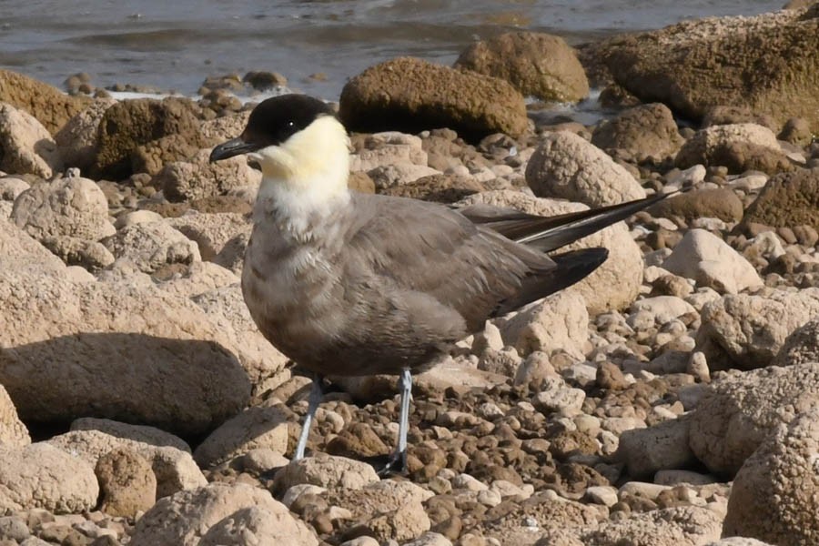 Long-tailed Jaeger - ML176425391