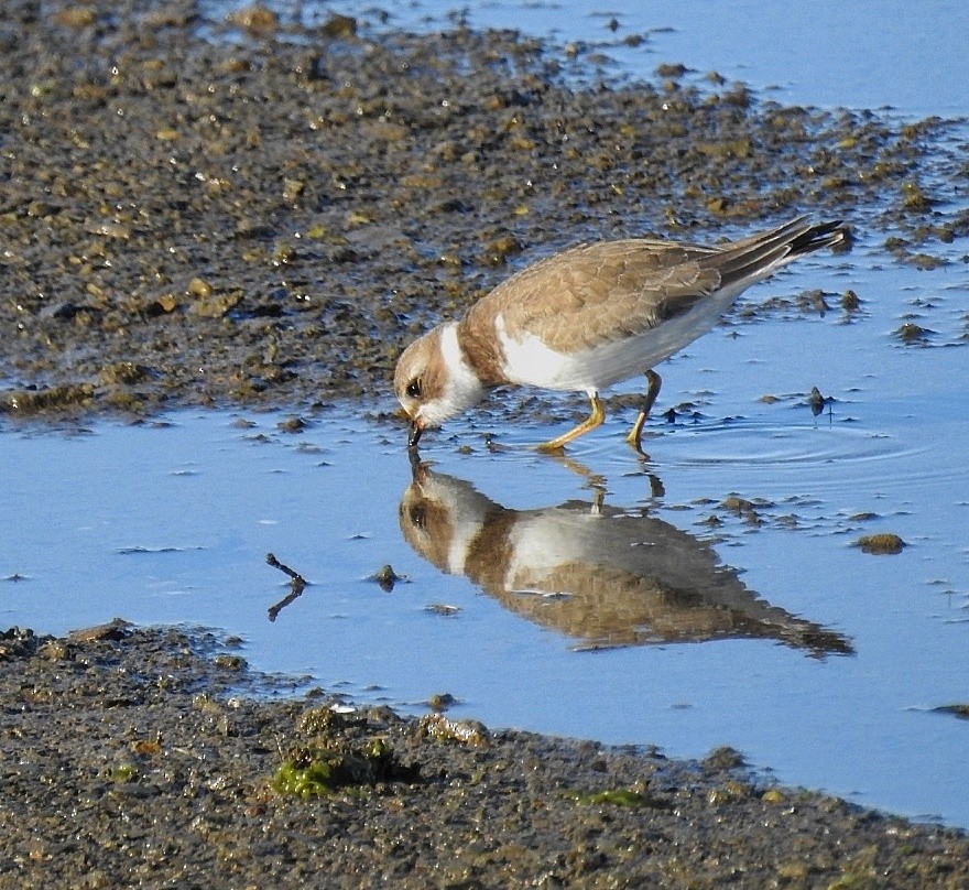 Semipalmated Plover - ML176426241