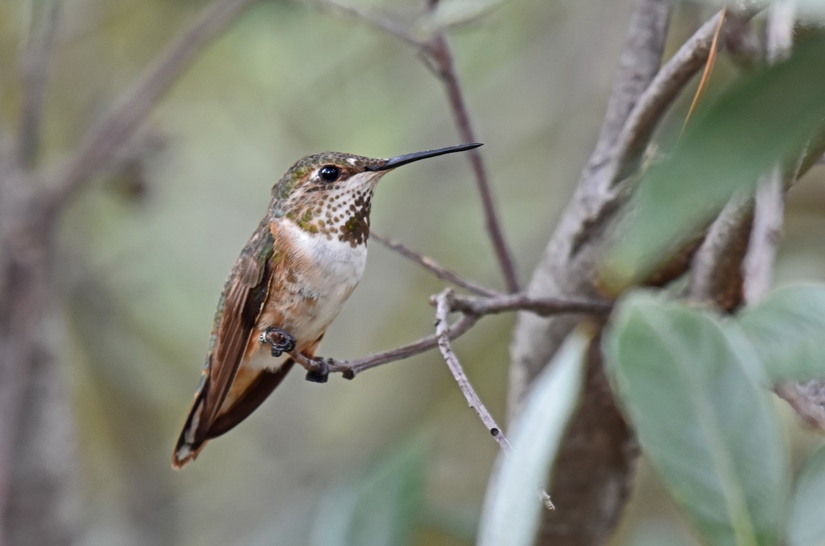 Rufous Hummingbird - Adam Wood