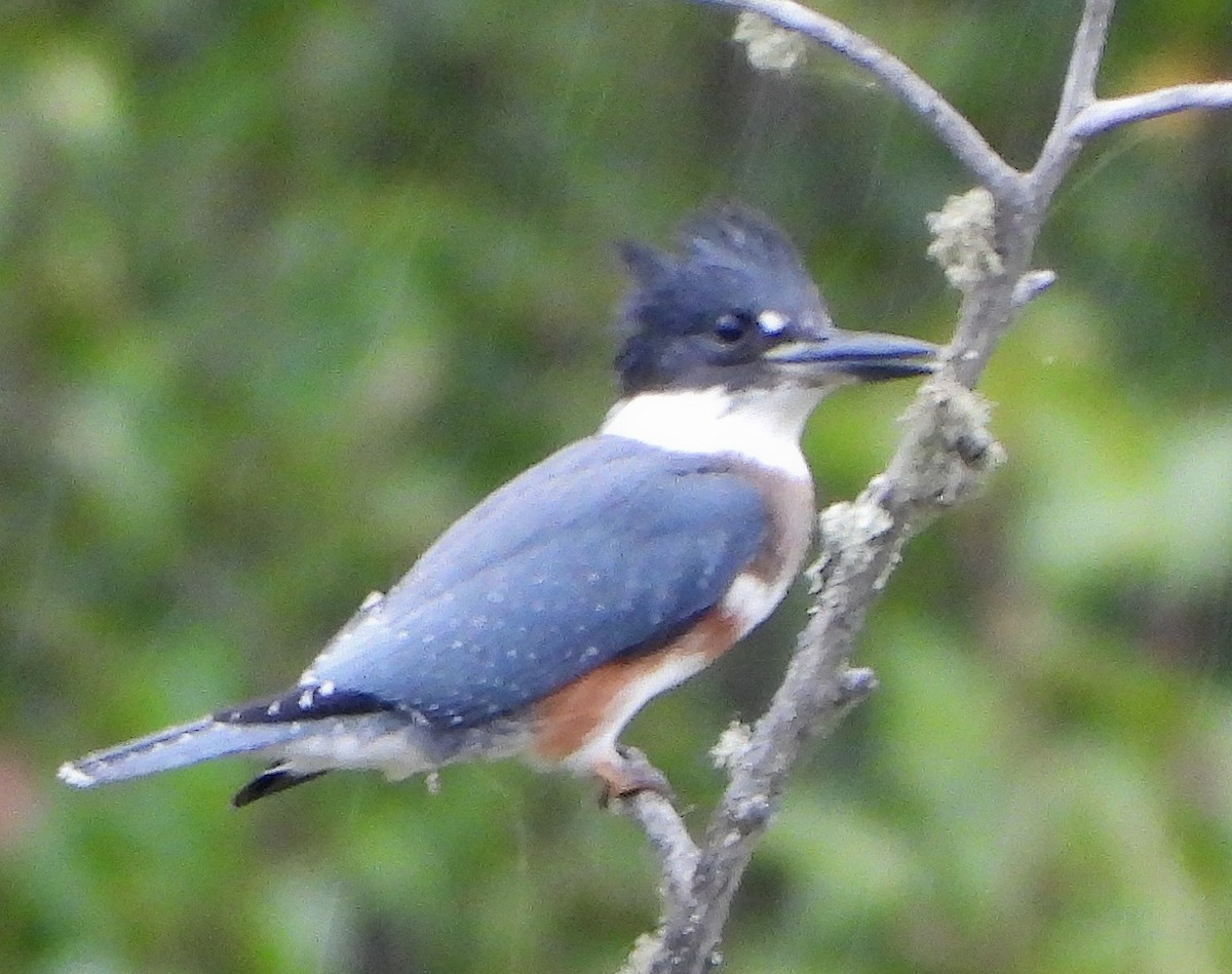 Belted Kingfisher - ML176428571