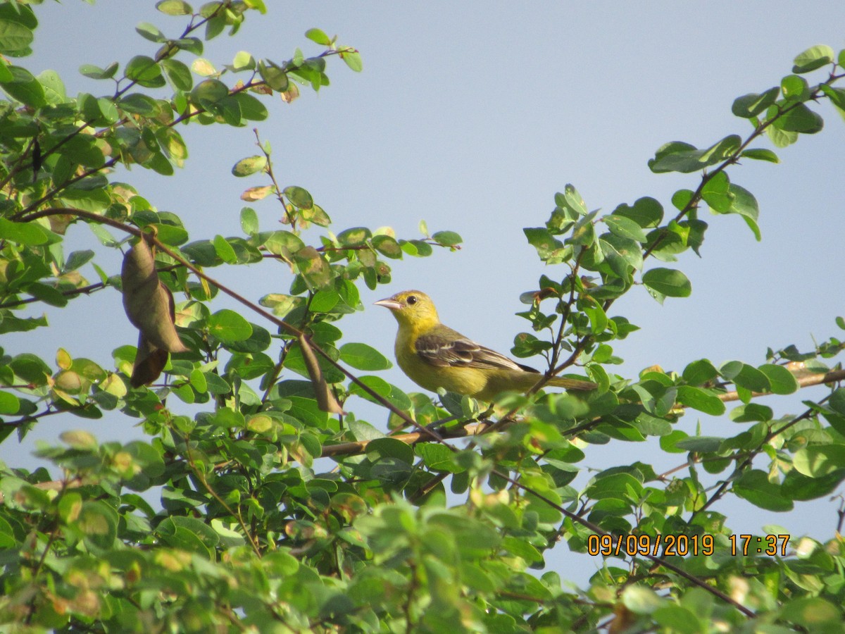 Orchard Oriole - ML176432801