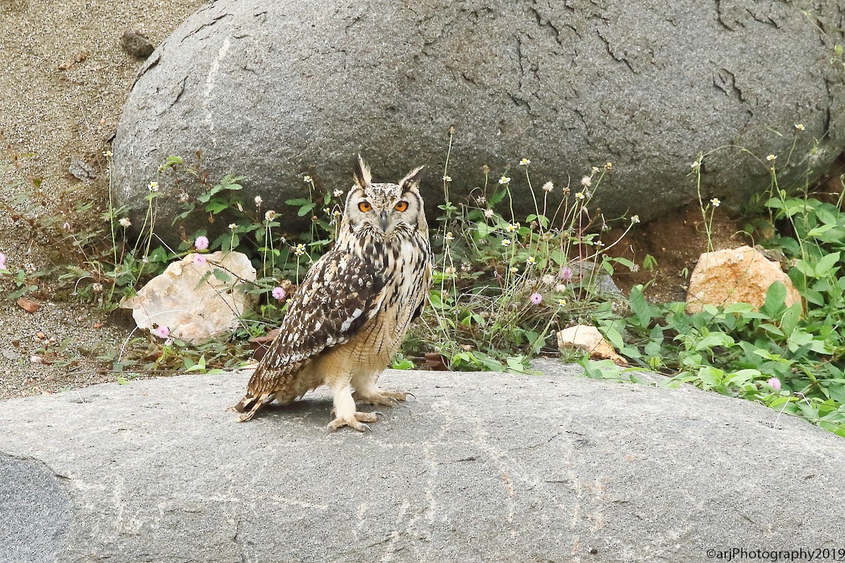 Rock Eagle-Owl - ML176437551