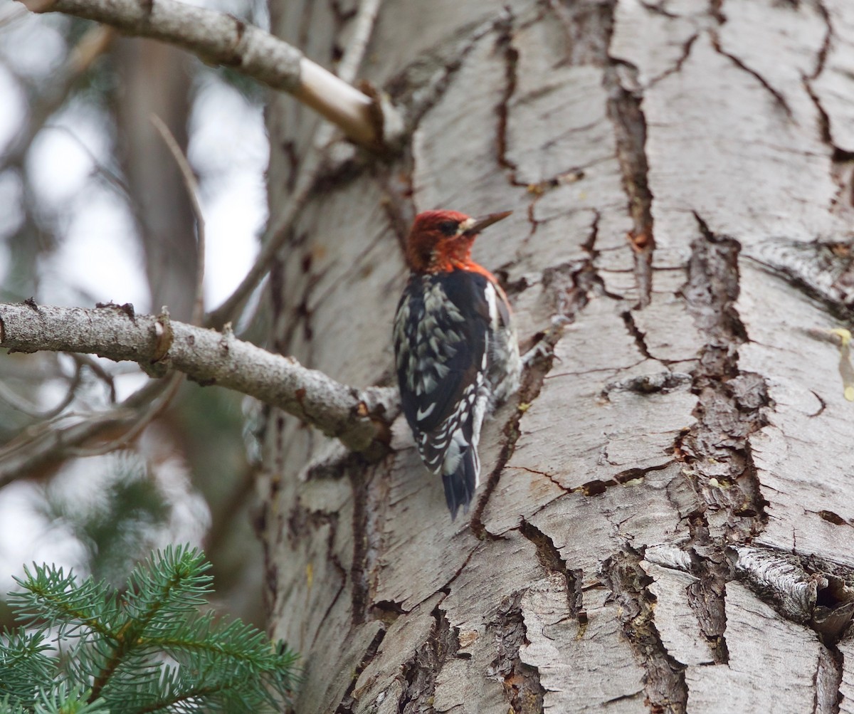 Red-breasted Sapsucker - ML176438851